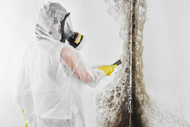 Best Black Mold Remediation in Loyola, CA