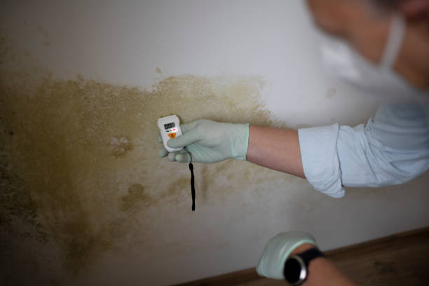 Best Localized Mold Remediation (e.g., coastal areas, humid climates) in Loyola, CA