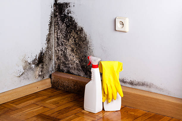 Best Emergency Mold Remediation in Loyola, CA