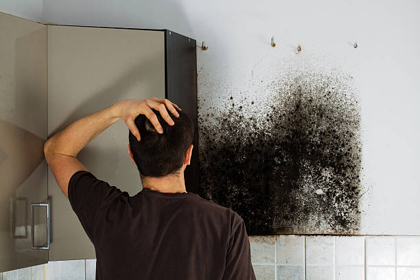 Best Residential Mold Remediation in Loyola, CA