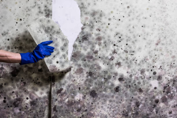 Best Attic Mold Remediation in Loyola, CA